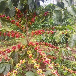 Premium Arabica Green Coffee Beans – High-Grade Export Quality