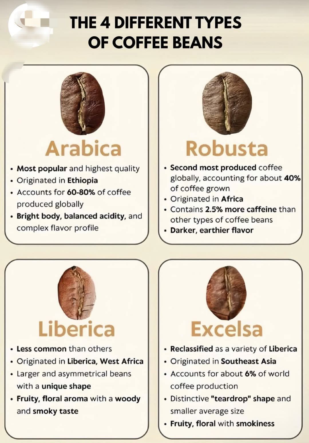 COCOA BEANS PIC1