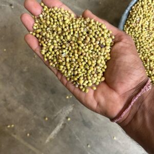 CORIANDER SEEDS – PREMIUM EXPORT GRADE (BULK)