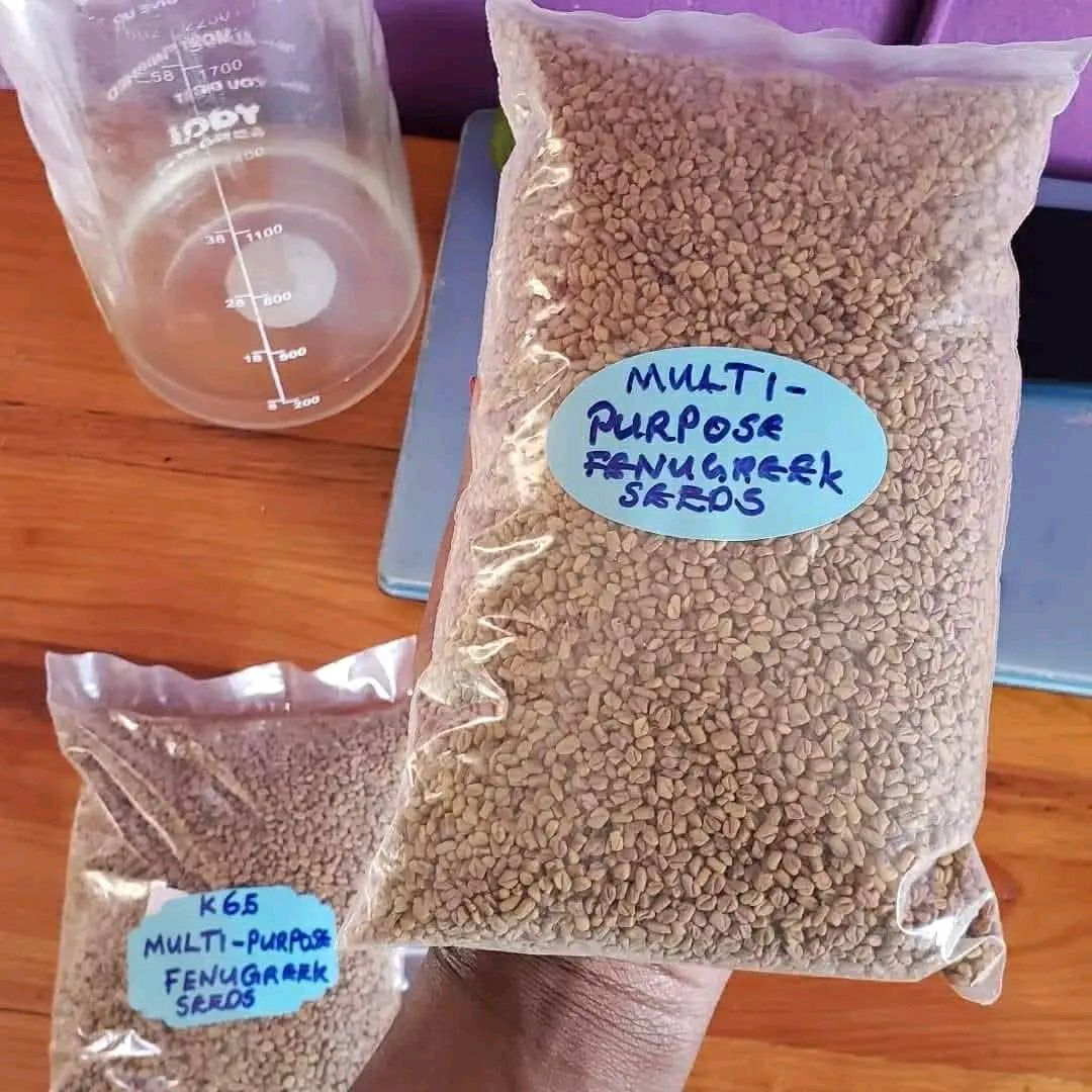 FENUGREEK SEEDS PIC1