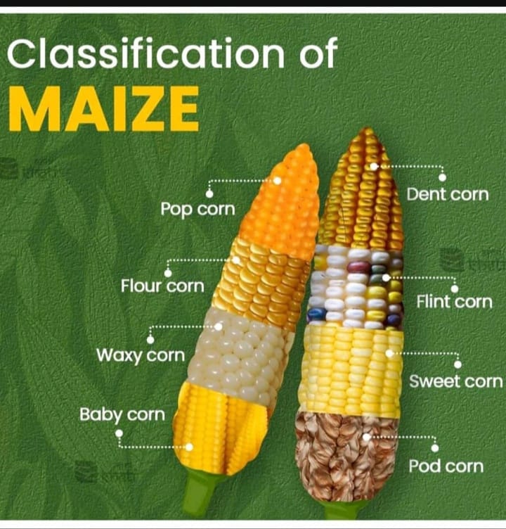 MAIZE_CORN PIC