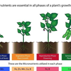 Micronutrient Fertilizer – Zinc, Iron, Manganese, Copper, Boron | Powder / Granular / Chelated | Agricultural & Industrial Grade