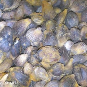 Premium Palm Kernel – Bulk Export for Oil & Industrial Use