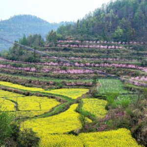 High-Quality Rapeseed / Canola – Bulk Export for Oil & Food Industry