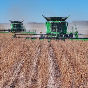 Premium Sesame Seeds – Bulk Export for Food & Industrial Applications