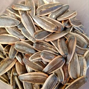 Premium Sunflower Seeds – Bulk Export for Oil & Food Industries