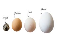 Eggs (chicken, duck, quail)